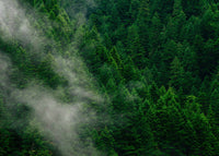 The canopy of dark green pine tree with rolling mist